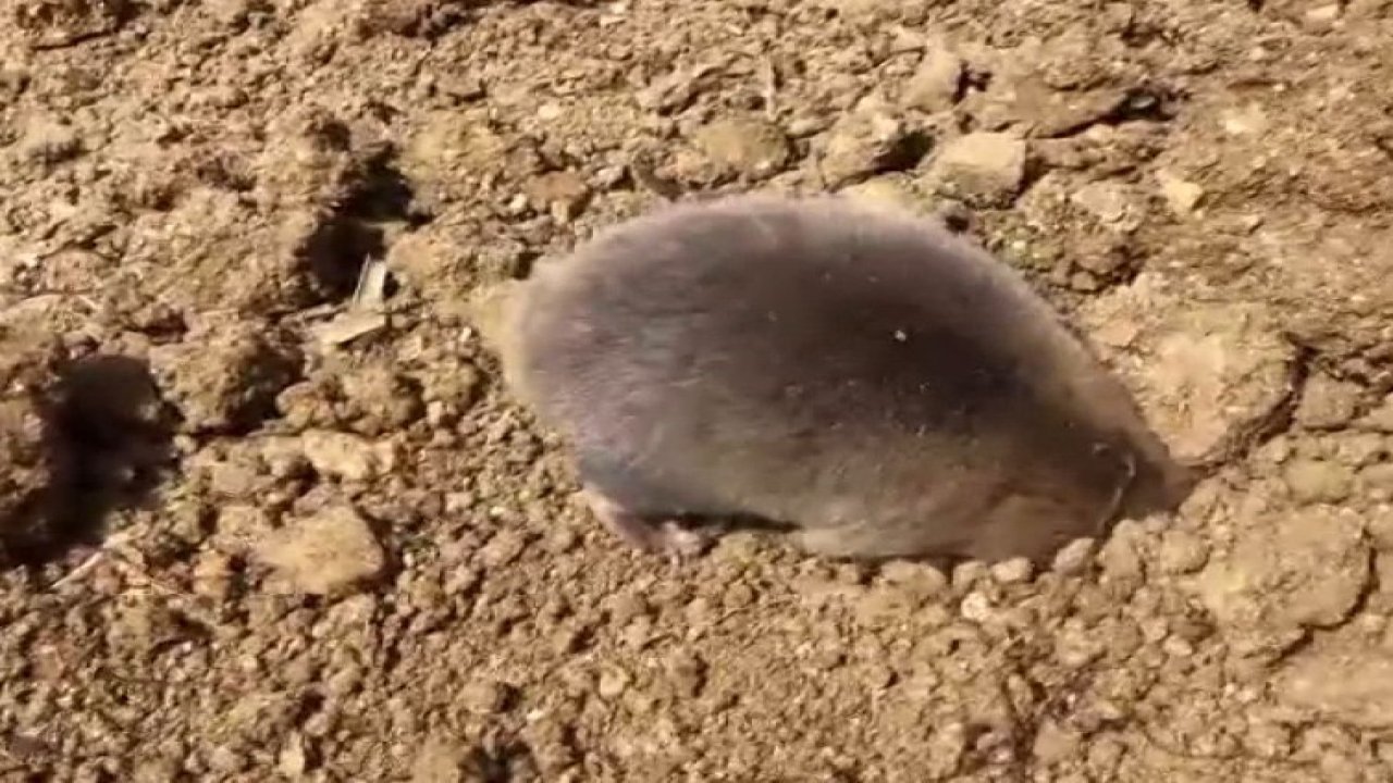 Tunceli’de yuva yapmak için kazı yapan köstebek kameraya yansıdı