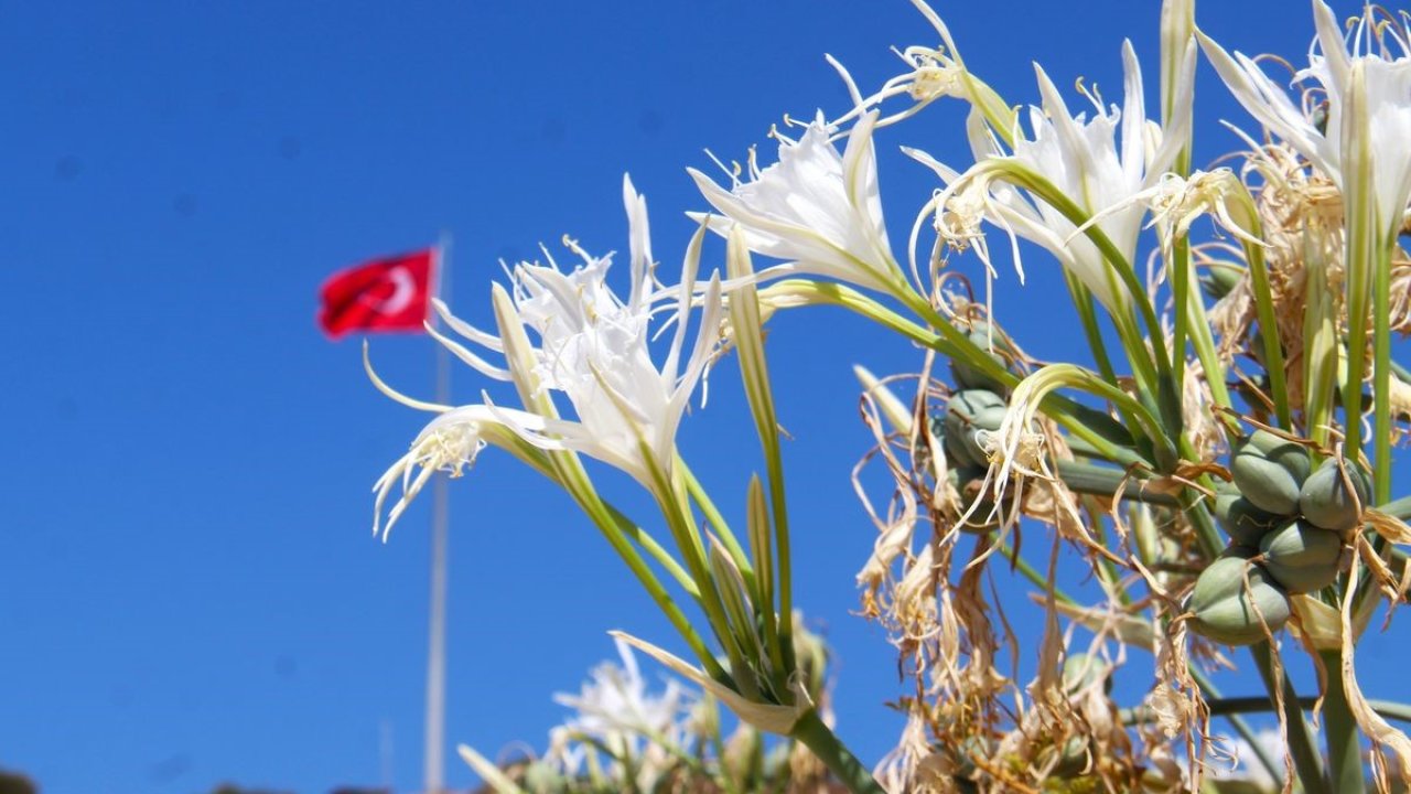 EKODOSD Başkanı Sürücü uyardı: "Kum zambakları yok olma tehlikesiyle karşı karşıya"