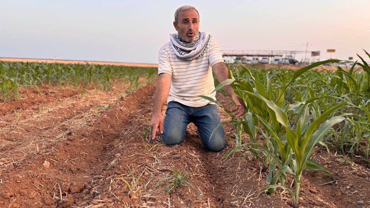 İki tohum arasındaki büyüme farkı çiftçiyi kızdırdı