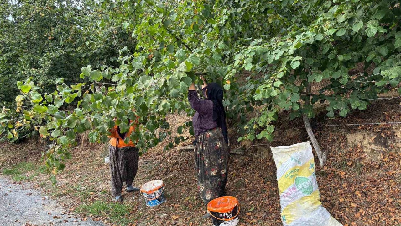 Fındık üreticileri hasat yapmaya başladı