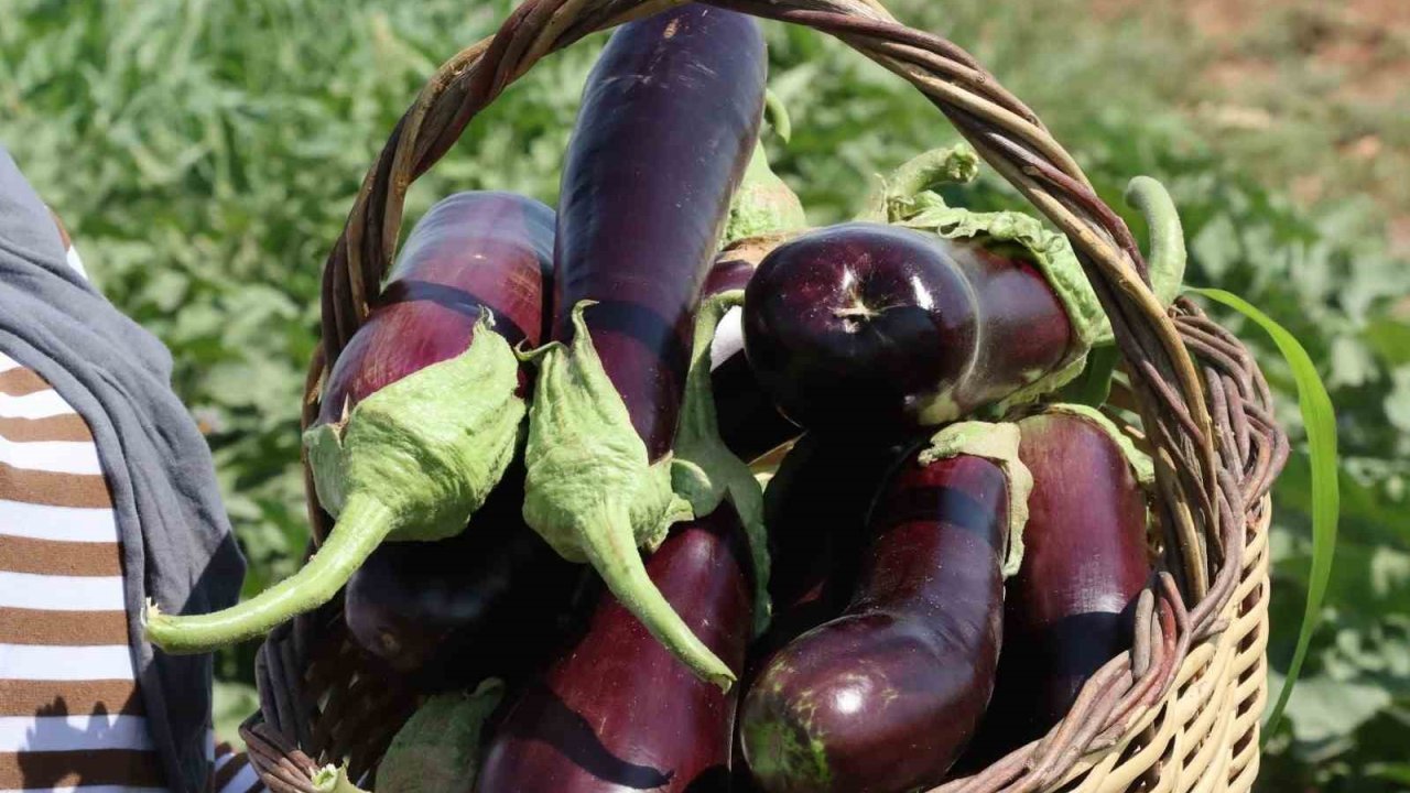 Şanlıurfa’da coğrafi işaretli ürünlerin hasadı başladı