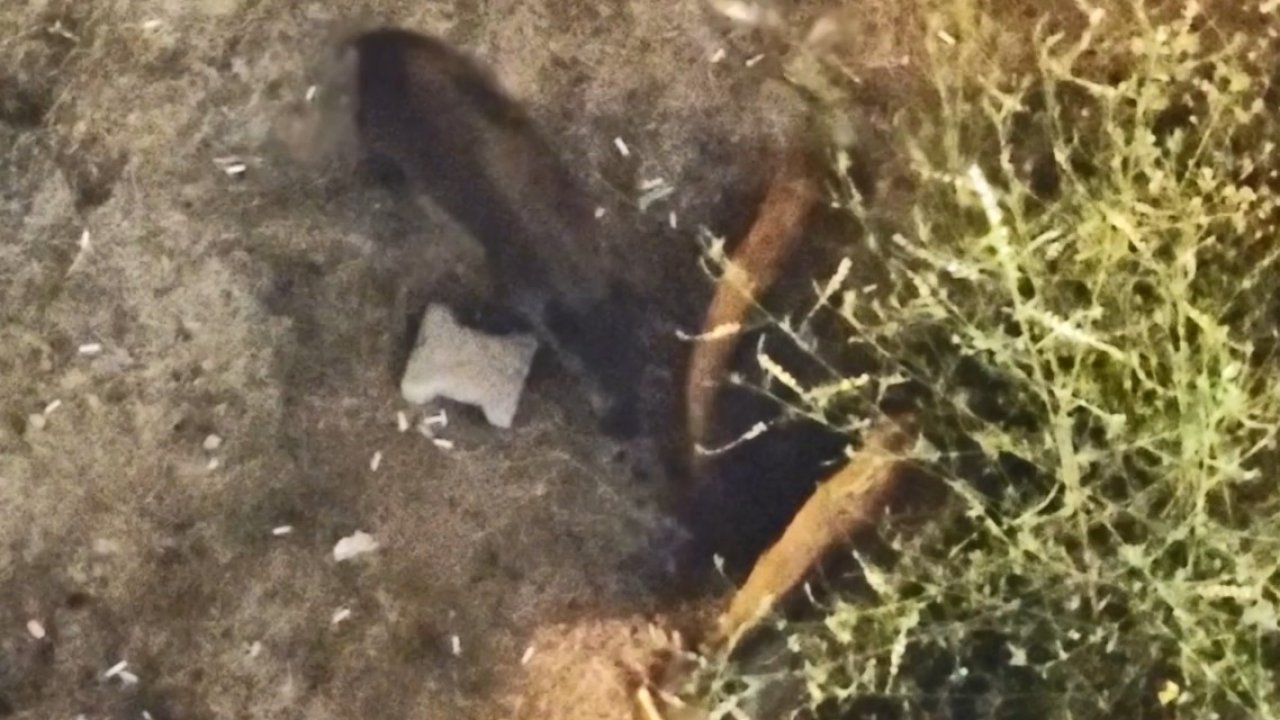 Domuzlar yazlıkların bahçesinde yiyecek aradı