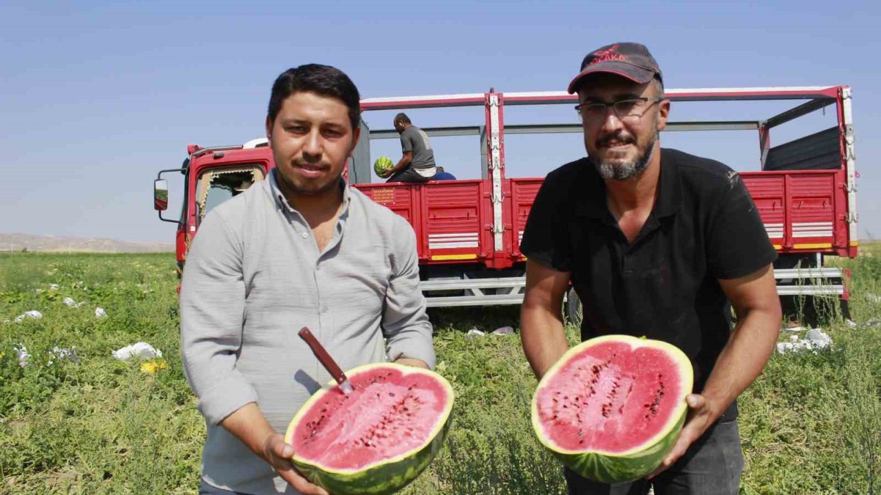 Birçok şehirde karpuz hasadı sona yaklaşırken, Yozgat’ta hasat yeni başladı