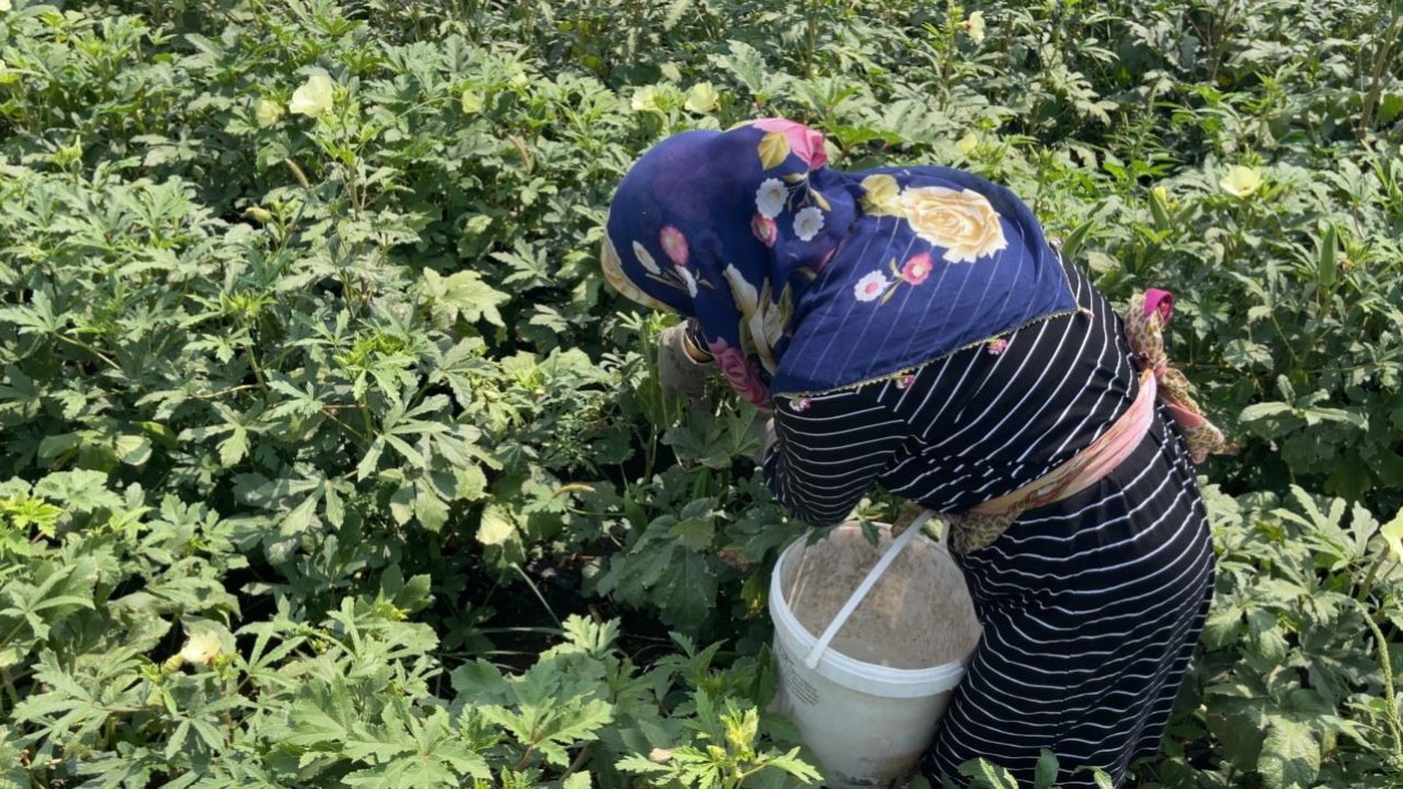 Osmaniye’de doğa ve hayvan sevgisi aynı toprakta filizleniyor