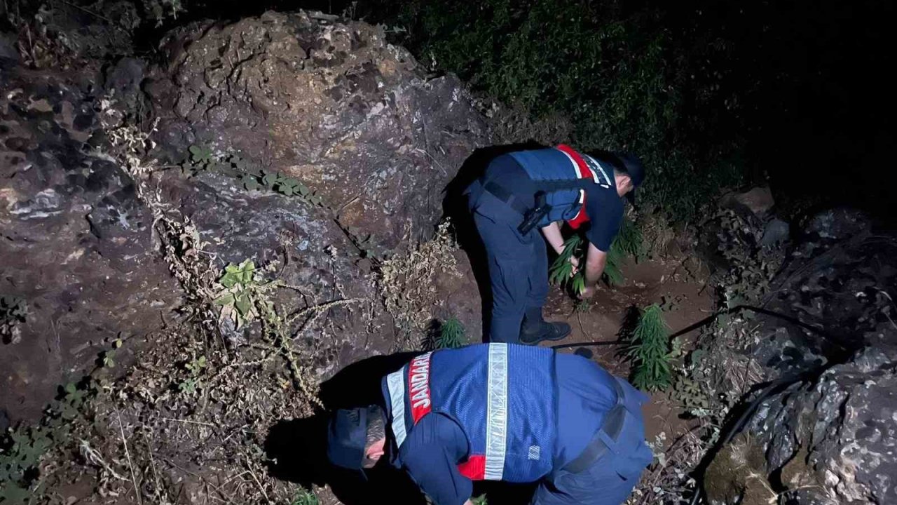 Gördes’te 167 kök Hint keneviri ele geçirildi