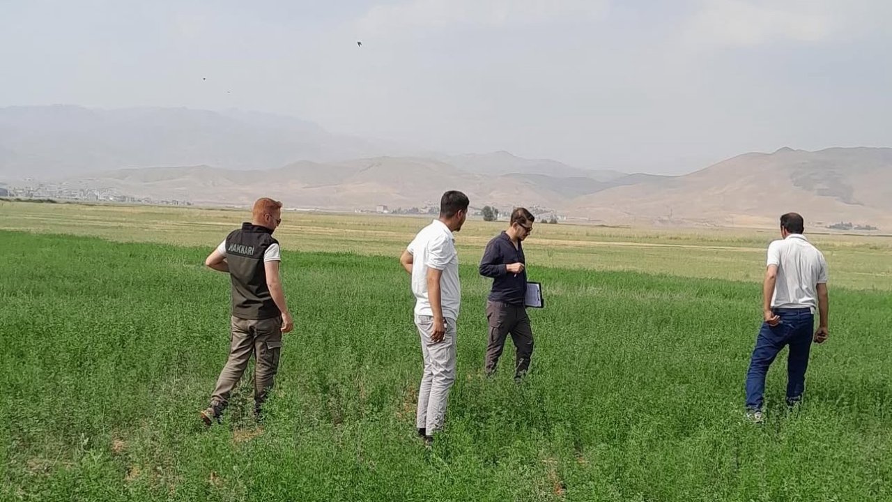 Yüksekova’nın ovasında yem bitkileri incelendi