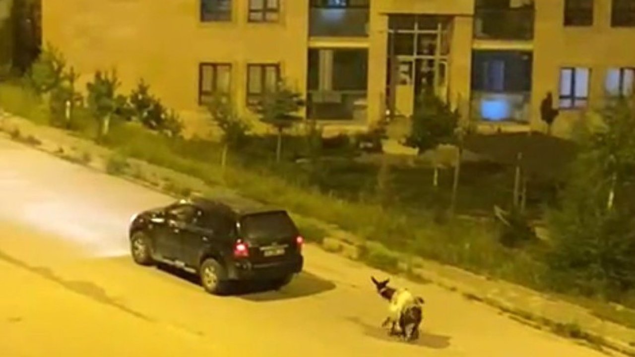 Kars’ta eşeği arabaya bağlayıp, zorla çekerek götürdüler