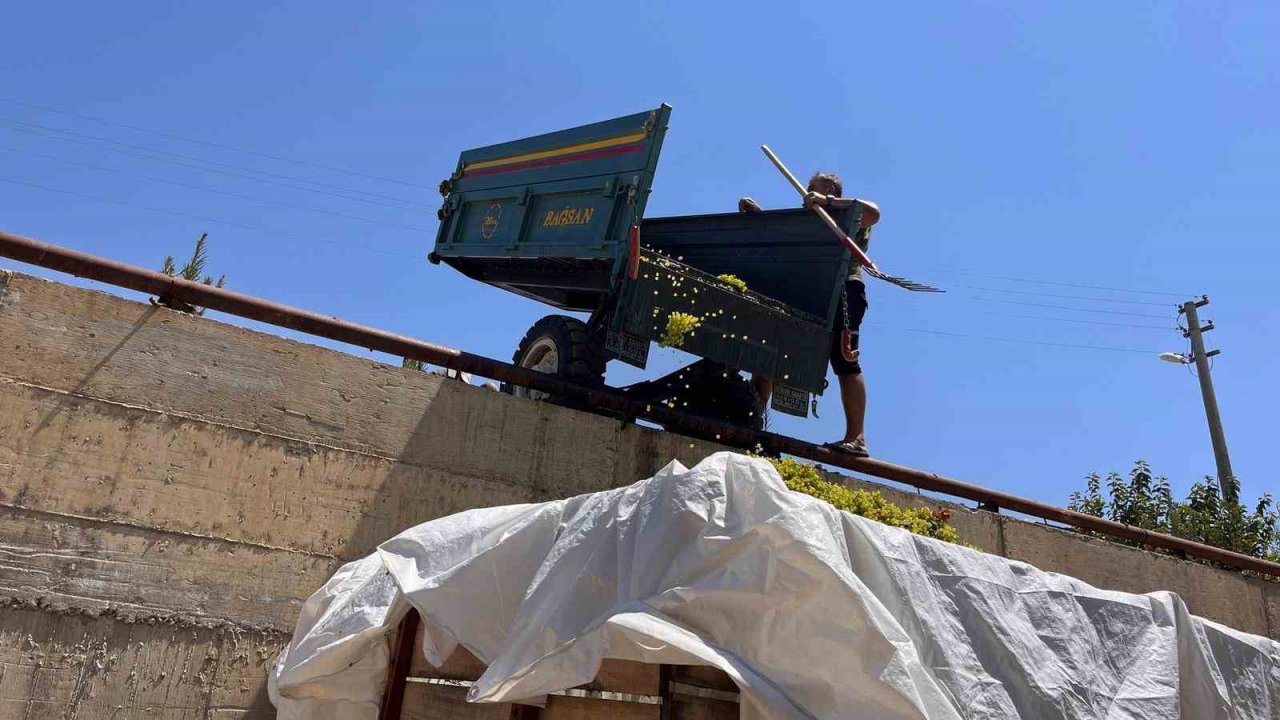 Sarıgöl’de çıkma üzüm 16 TL’ye yükseldi