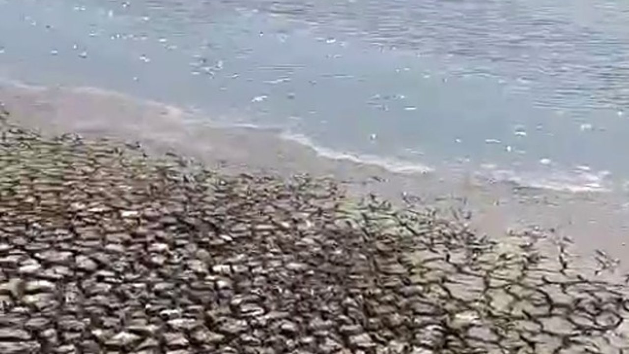 Siverek’teki gölette sular çekildi, balıklar telef oldu