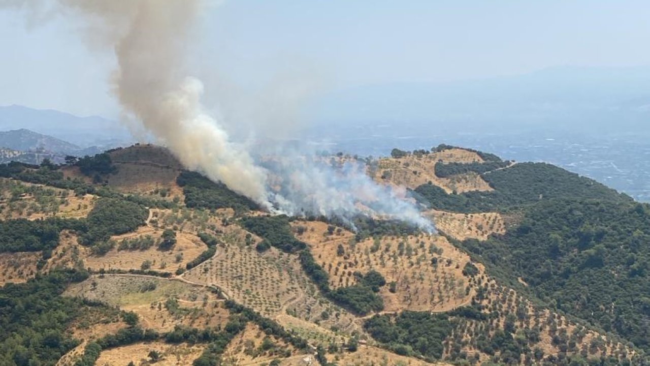 Aydın’da zirai alan yangını