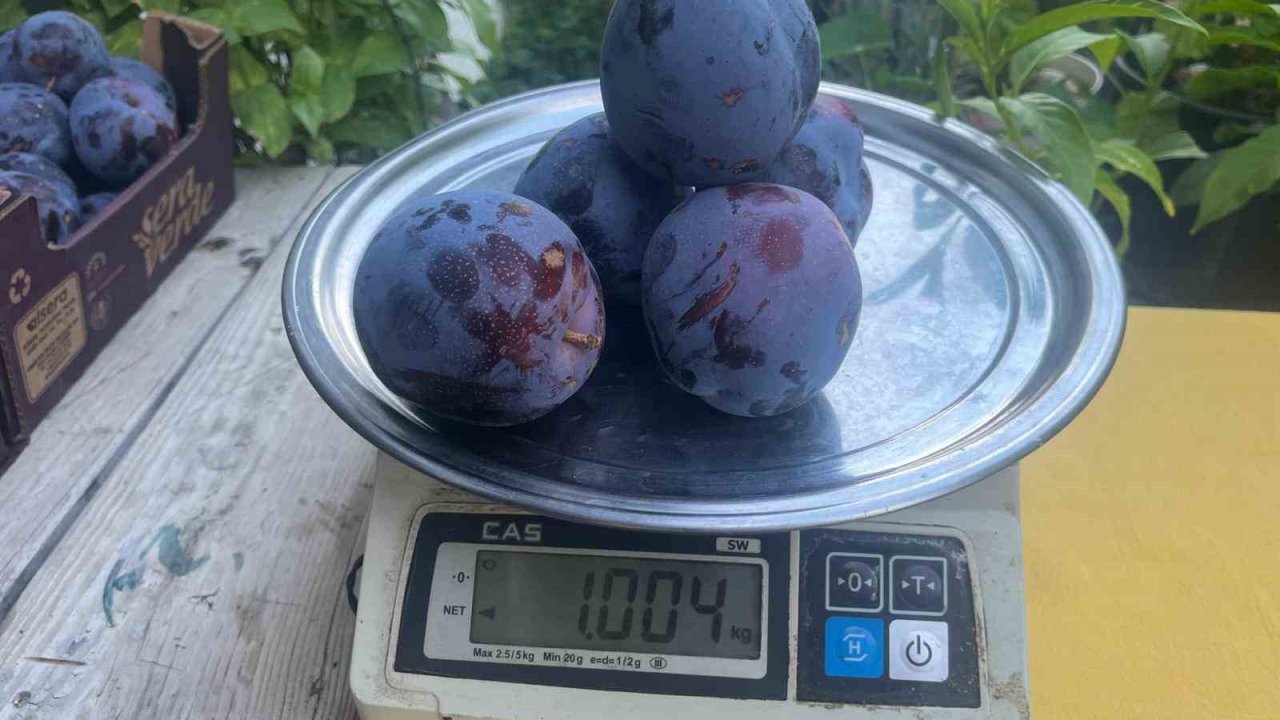 Süleymanlı Yaylasında yetişen eriklerin 5 adeti 1 kilo geliyor