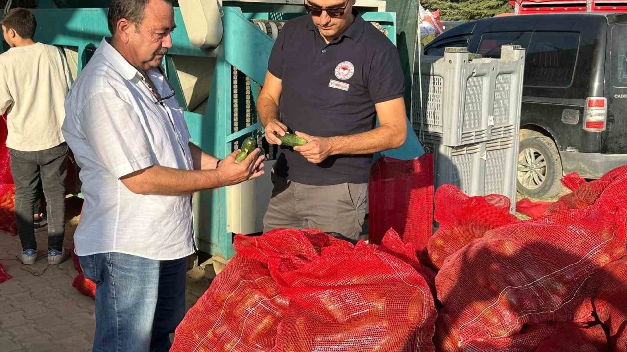 Kornişon salatalık hasadı devam ediyor