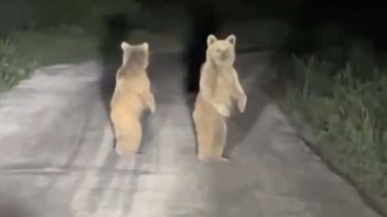 Kazdağları’nda otomobil gören yavru ayılar böyle kaçtılar