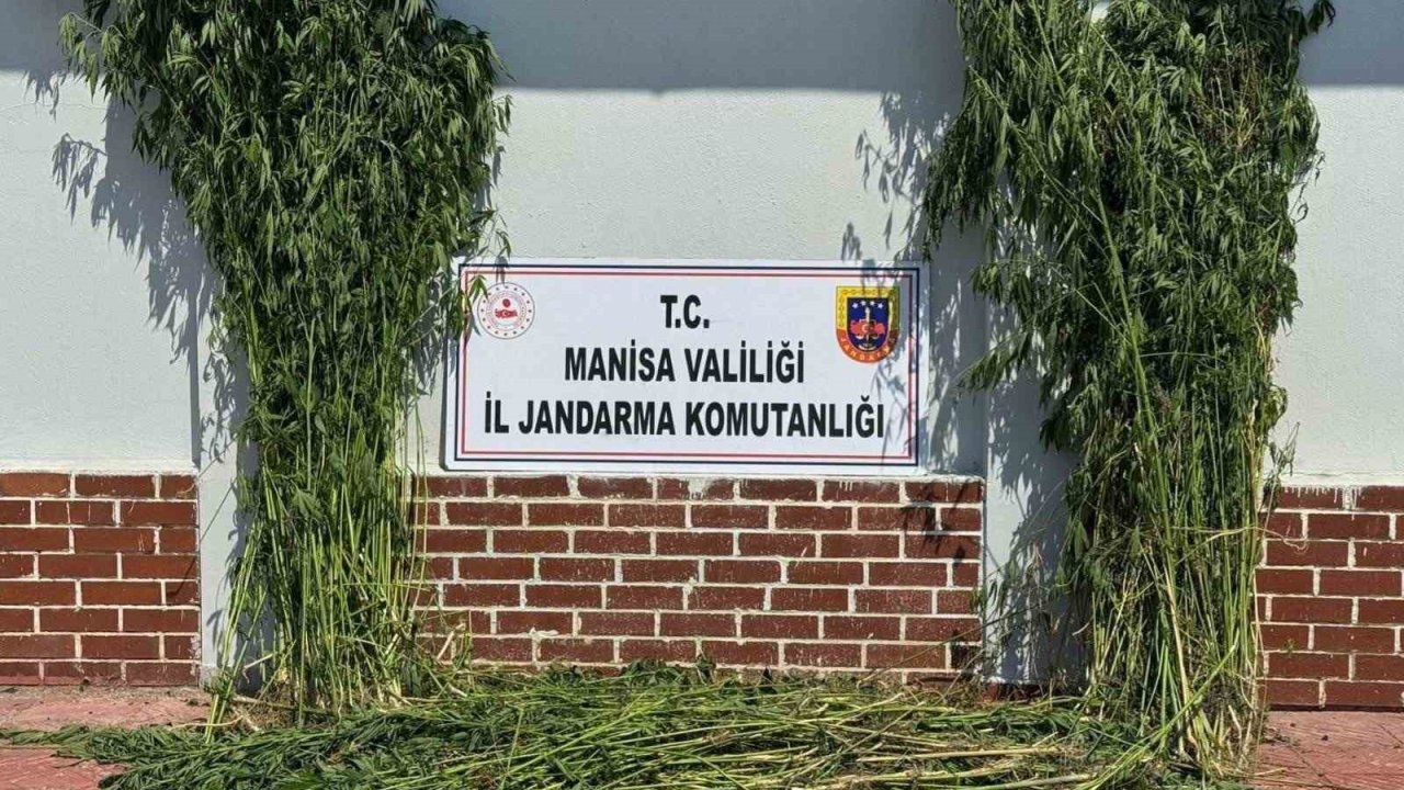 Soma’da 1.620 kök kenevir ele geçirildi