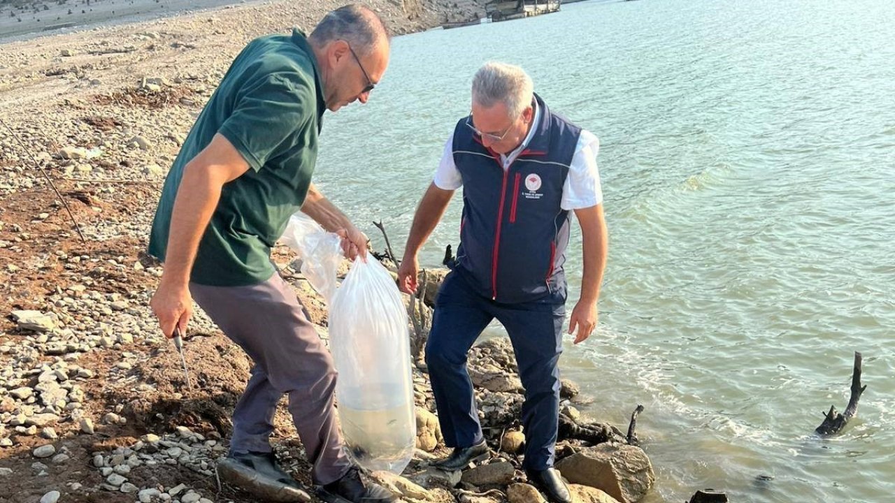 Kemer Barajı’na 600 bin adet sazan yavrusu bırakıldı