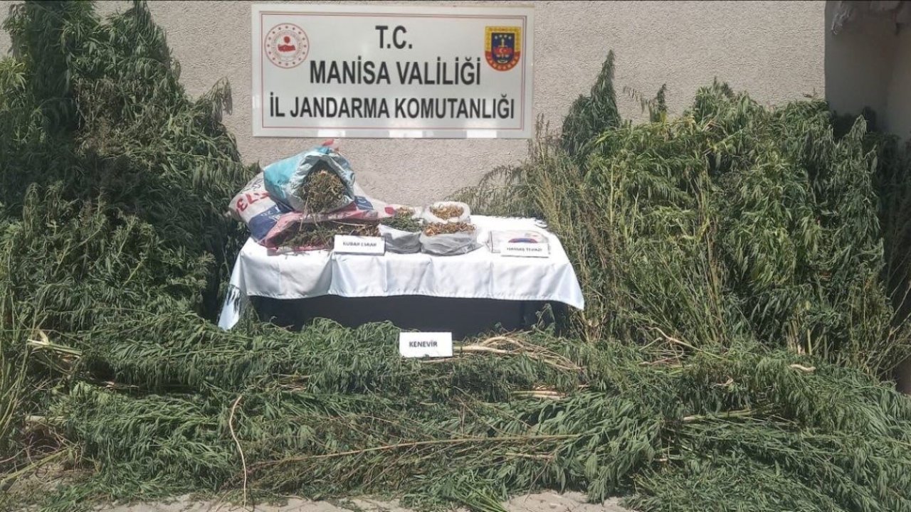 Gördes’te jandarmadan kenevir operasyonu