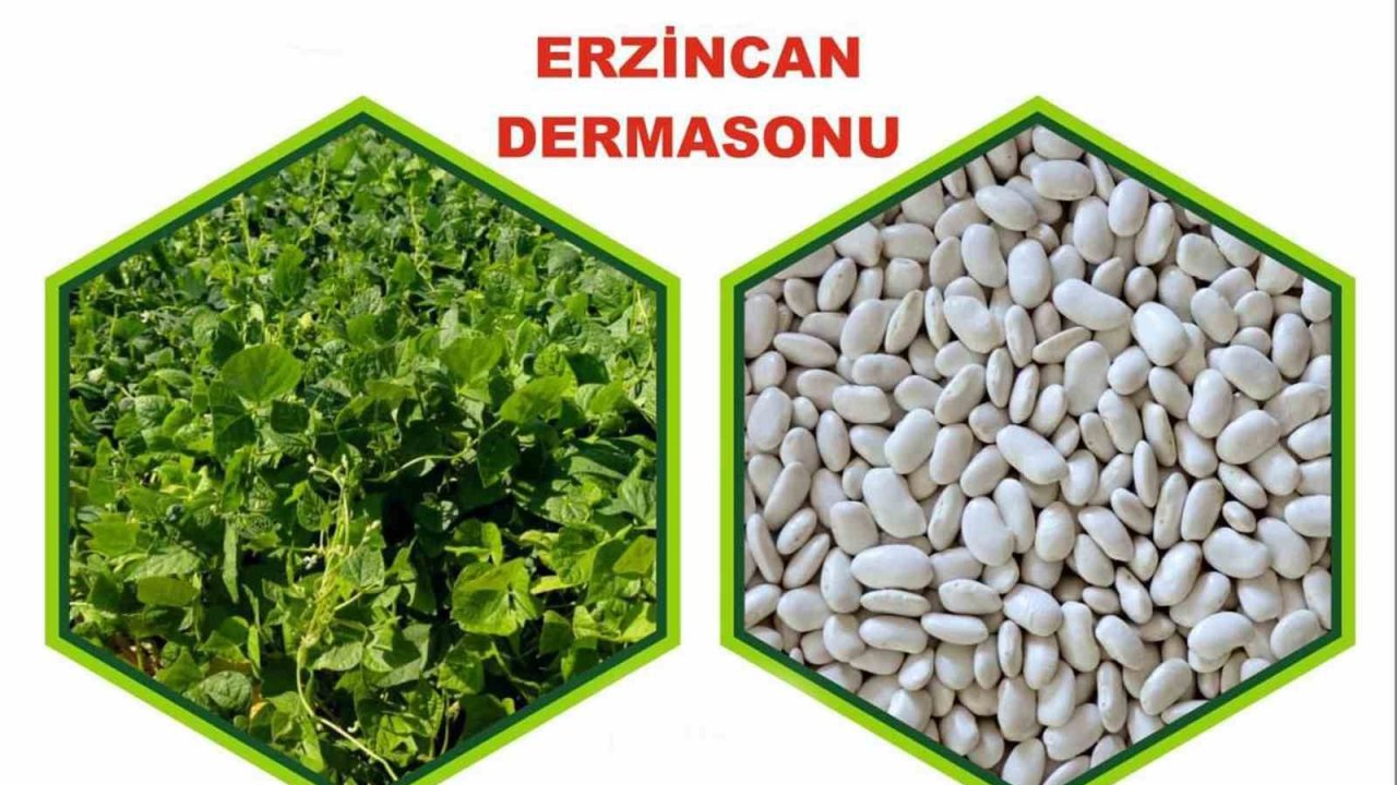 Erzincan’da yetiştirilen fasulye tescillendi