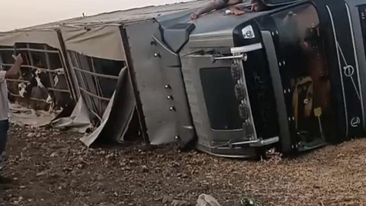 Siverek’te büyükbaş hayvan yüklü tır devrildi