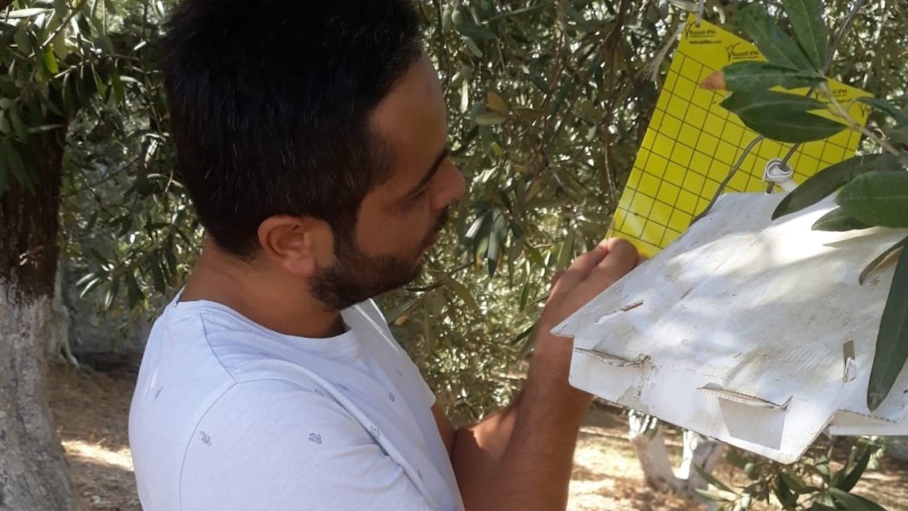 Söke İlçe Tarım’dan zeytin sineği uyarısı