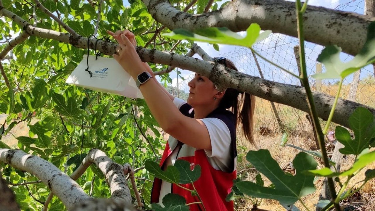 Şaphane’de tarım zararlısına karşı tuzak