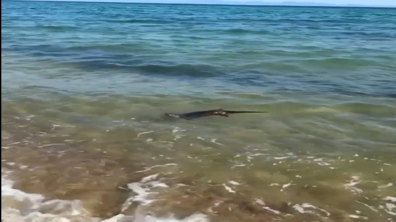 Su samurunun deniz keyfi, tatilciler tarafından görüntülendi