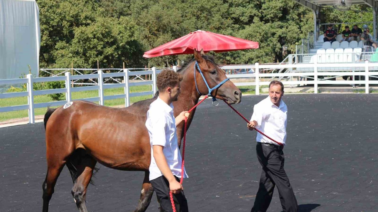 TİGEM’in en yüksek bedelli tayı e-satışla satıldı
