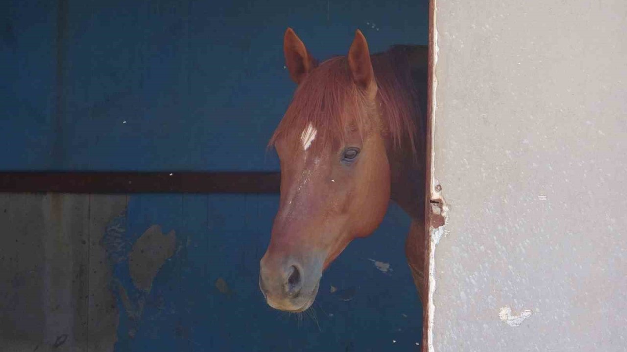 Attan beklenmedik hareket: Babasının kucağındaki çocuğu ısırarak alıp havaya fırlattı