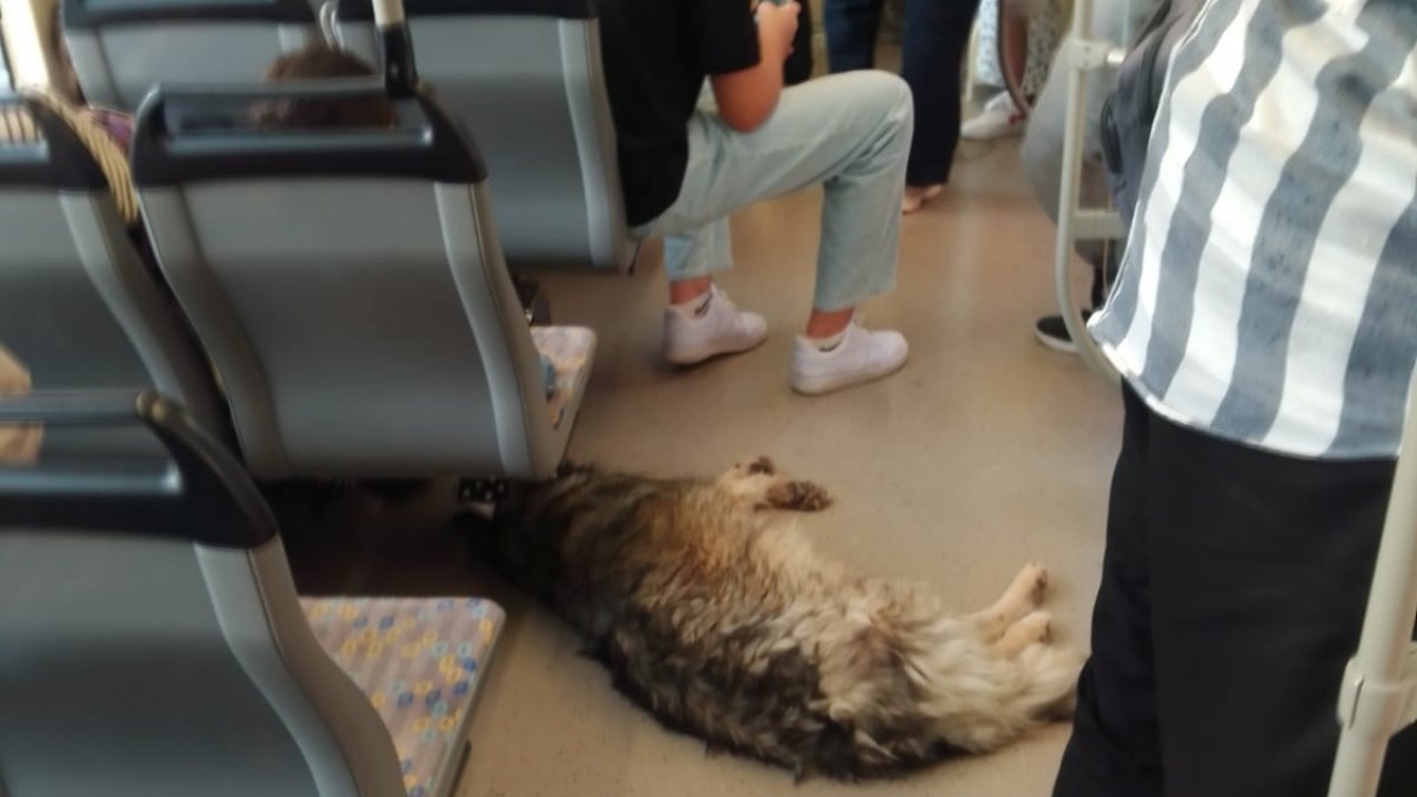 Sıcaktan bunalan köpek tramvaya sığındı