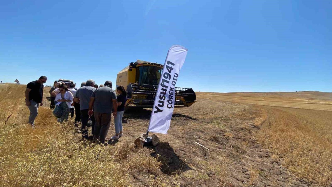 Alaca’da yüksek verimli çörek otunda hasat başladı