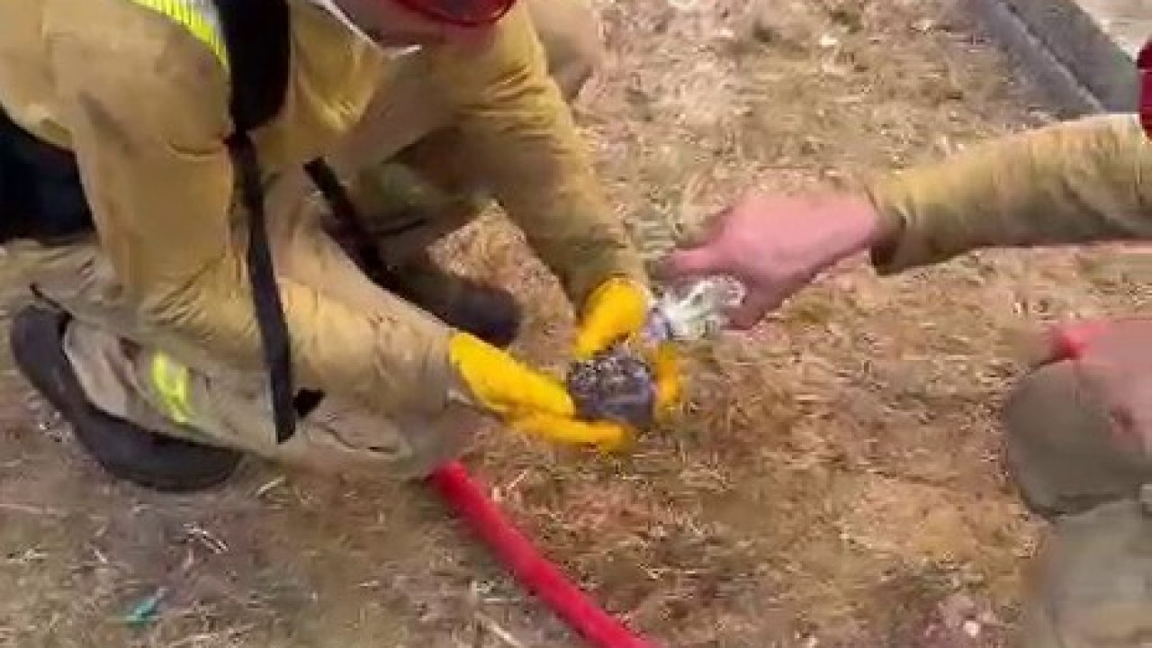 Yangından kurtarılan yaralı kirpiye orman işçileri su içirdi