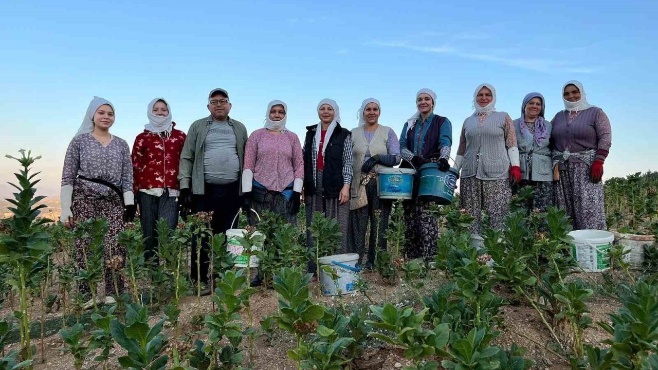 Buldan’da kekik ve tütün üreticilerinin yüzü gülüyor