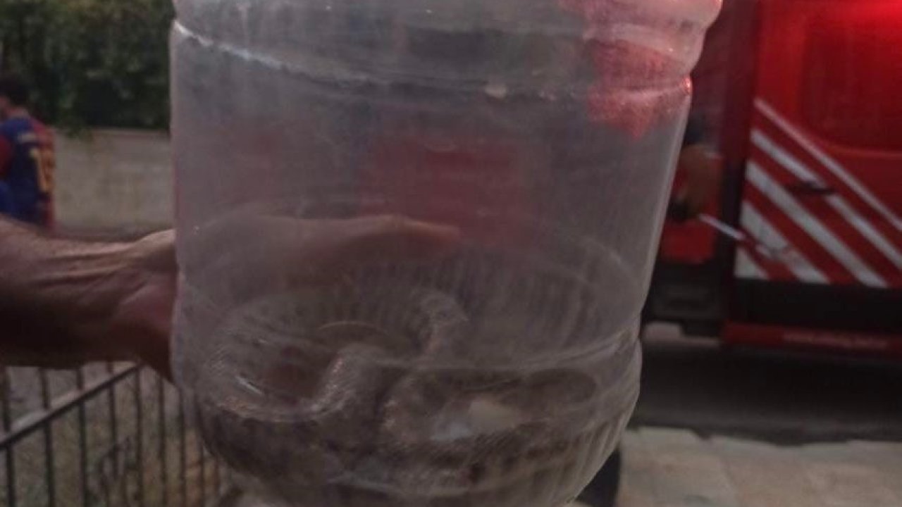 Elazığ’da engerek yılanı paniği