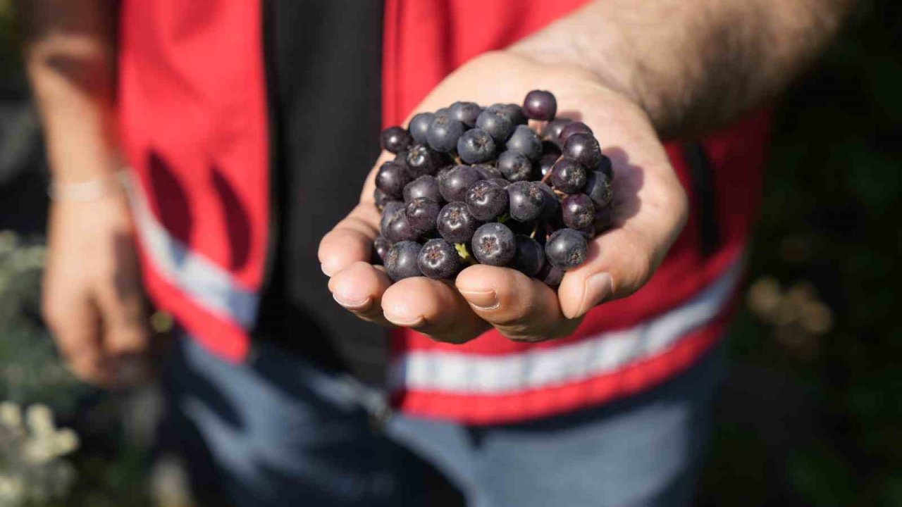 Gümüşhane’de ‘süper meyve’ aronya yüksek verime ulaştı
