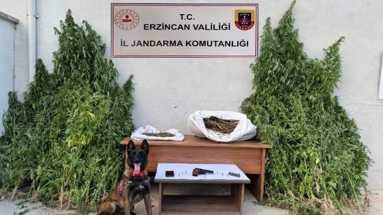 Erzincan’da jandarmadan kenevir operasyonu