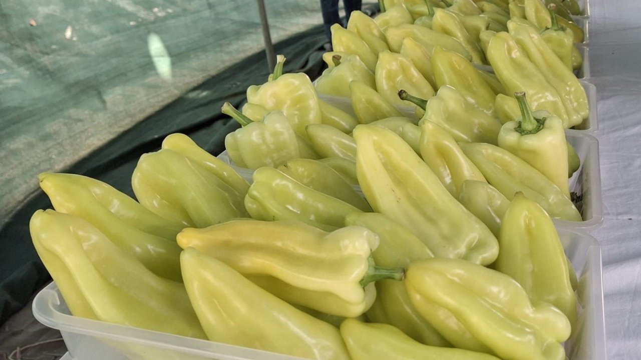 En iyi Kale Biberi yetiştiricileri ödüllendirildi