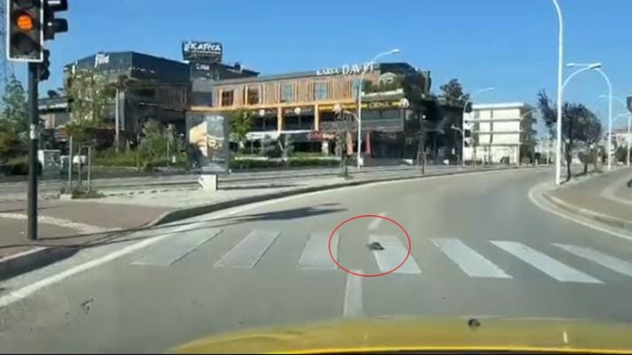 Kaplumbağa yaya geçidinden geçti, kurallara uymasıyla vatandaşlara örnek oldu
