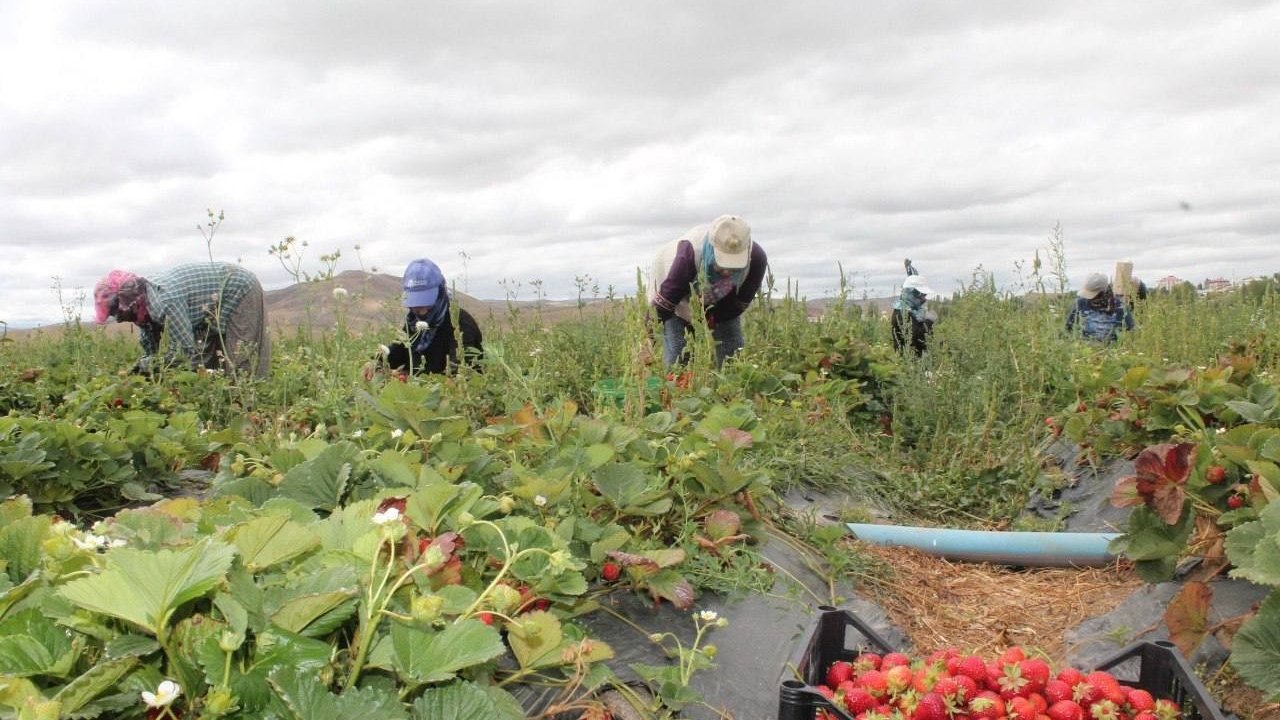20 dönüm alanda işe başladı 15 kadına umut oldu