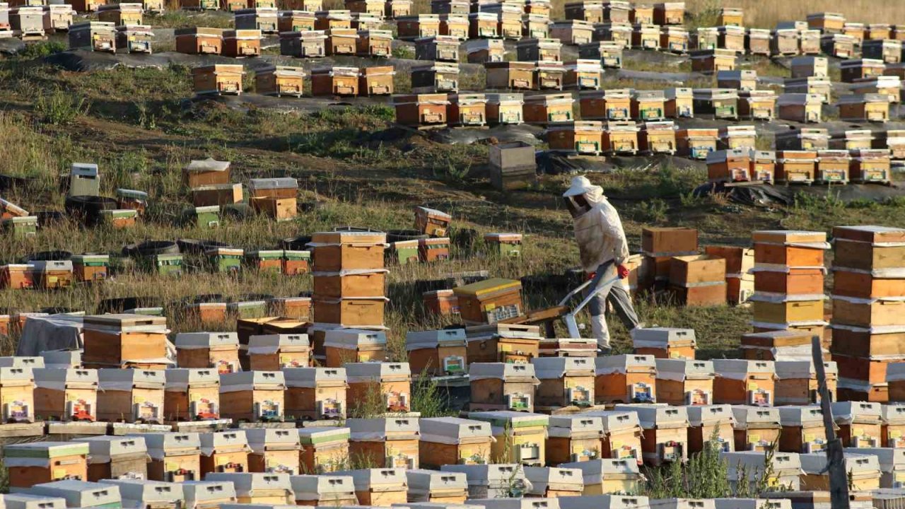 Bayburt’ta bal hasadı sezonu başladı