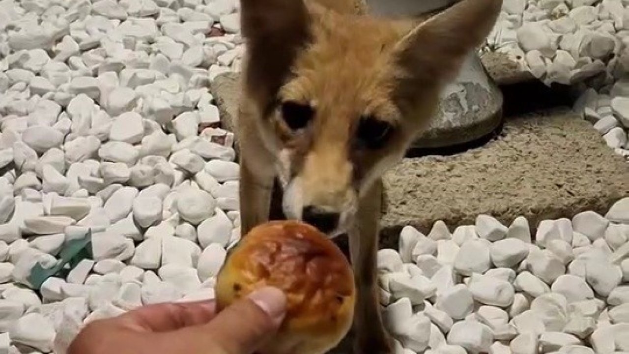 Aç kalan tilkiyi eliyle besledi