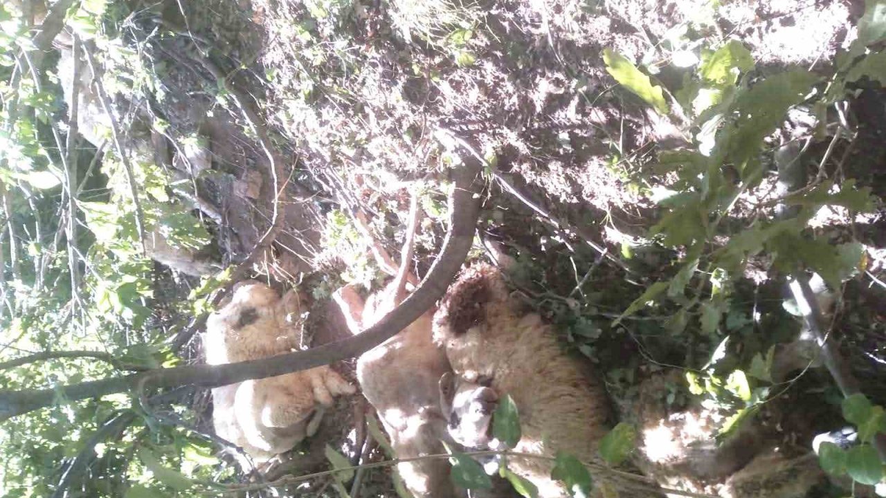 Tunceli’de kurt saldırısı sonucu oluşan izdihamda 30 koyun telef oldu