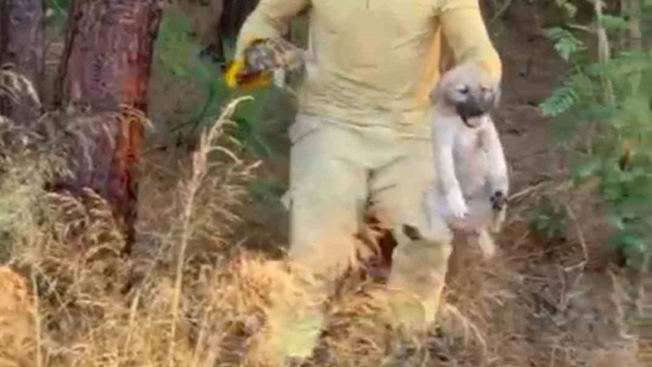 Orman ekipleri Çanakkale’de devam eden yangında kaplumbağa ve köpek yavrusunu kurtardı