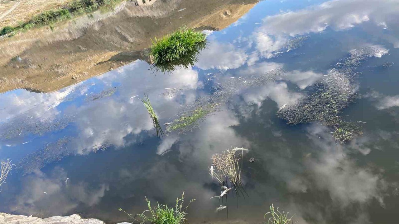 Karasu’da balık ölümleri korku saçıyor