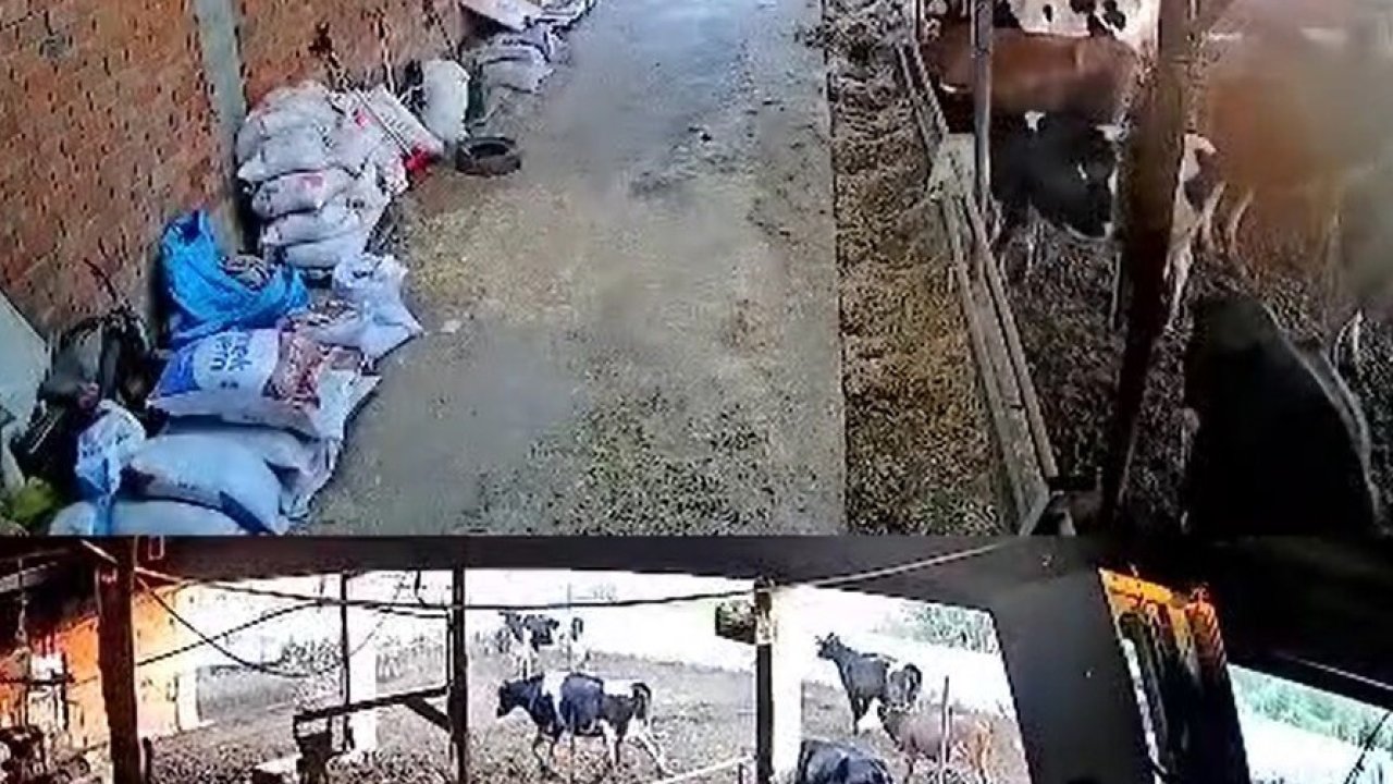 İnekler kaçıştı, kolonya şişeleri yerle bir oldu
