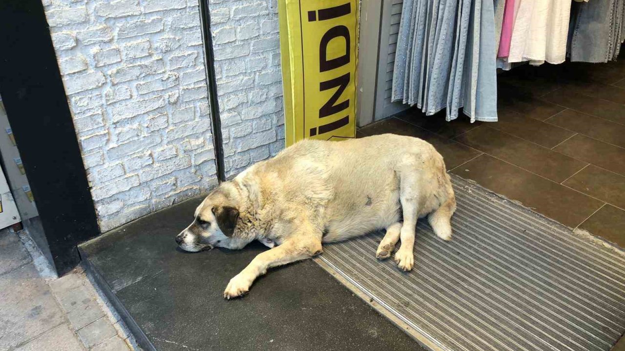Sıcaktan bunalan köpek çareyi klimanın altına yatmakla buldu