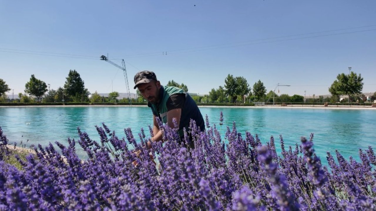 Kayseri’nin dört bir yanına lavanta esintisi