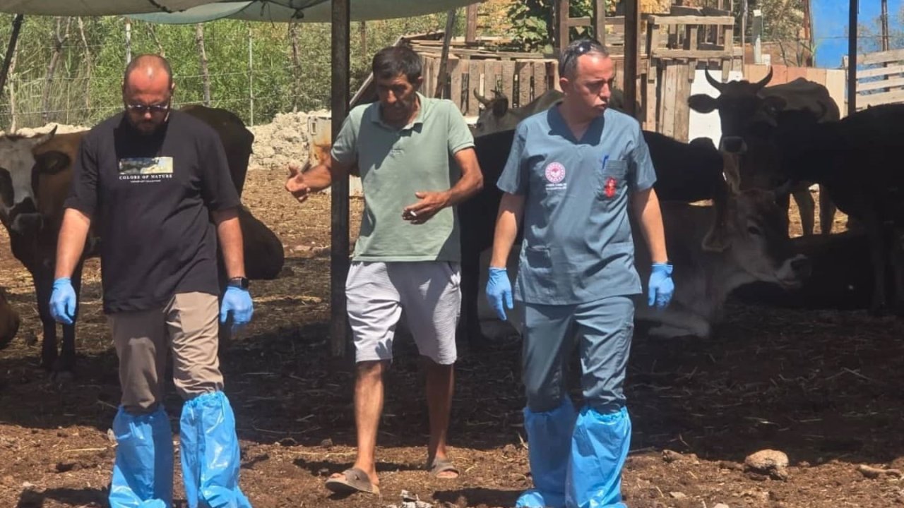 Aydın’da şap hastalığına karşı aşılama çalışmaları sürüyor