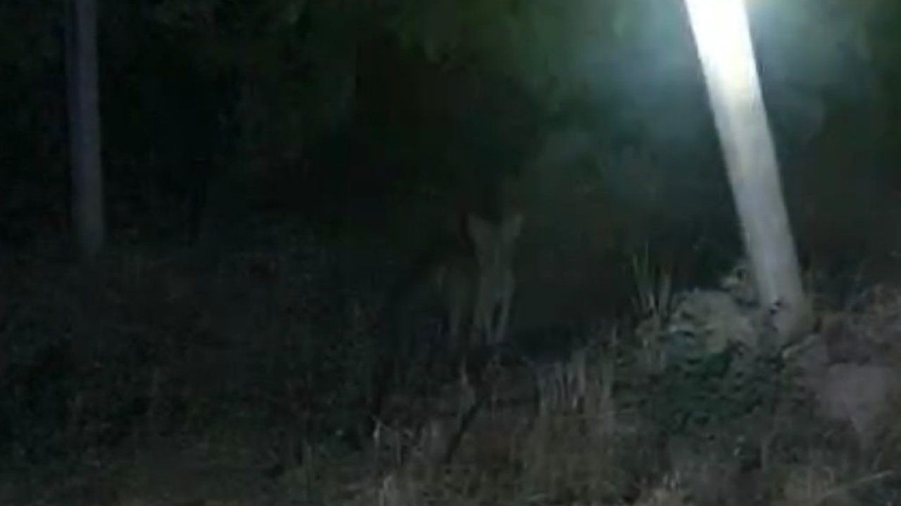 Tilkiler üzün bağlarına dadandı