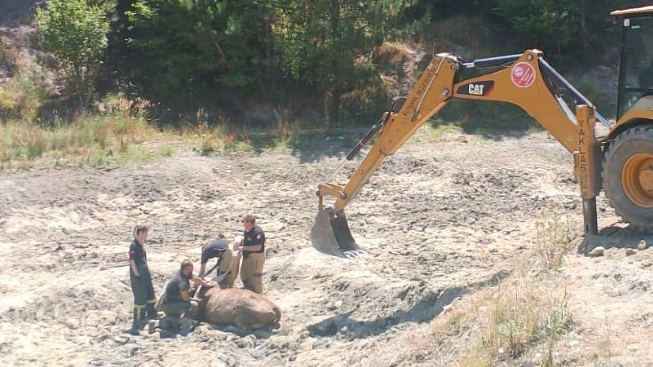 Bataklığa saplanan ineği itfaiye ekipleri kurtardı