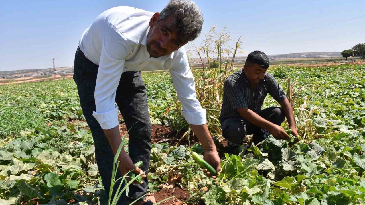 Gaziantep’te domates, patlıcan ve biber hasadı başladı