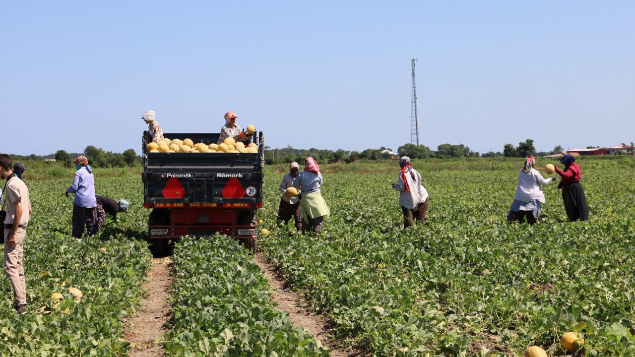 Tarımda planlama eksikliği fiyatları vurdu: Karpuz tarlada 2, markette 8,5 TL